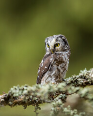 Tengmalm's owl (Aegolius funereus, also called Boreal Owl or Funeral Owl) perching ion a lichen covered branch in a Czech Forest
