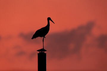 White Stork (Ciconia ciconia) on a chimney pot silhouetted against a red sky at sunset, Hungary
