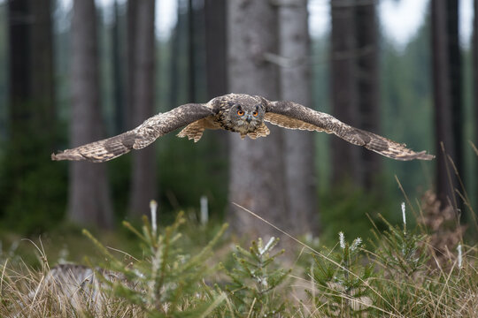 Eurasian Eagle Owl (Bubu bubo) through Czech Republic pine forest Stock  Photo | Adobe Stock
