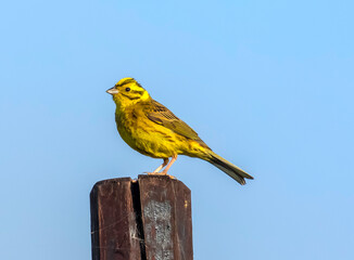 yellowhammer bird