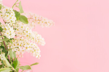 Blooming branch of bird cherry with white flowers and green leaves against pink background