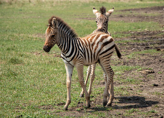 Obraz na płótnie Canvas selective focus. Little zebra children play in the savannah. Wild zebras in the biosphere reserve. High quality photo