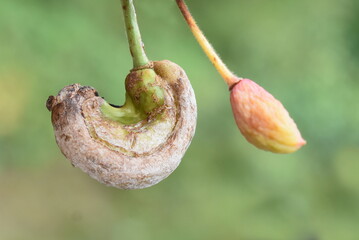 Fungus infection by plum gall Taphrina pruni on plum fruit