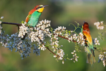pair of birds of paradise on a flowering branch