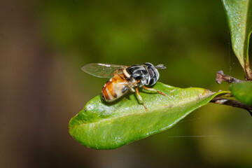 Honey bee on leaf