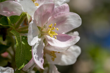 Apfelblüte