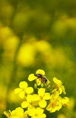 Honey bee collecting dust on yellow rapeseed flower, Bee flying from flower to flower, Nature Landscape, Vertical Resolution