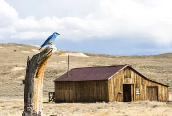 Foto op Plexiglas Mountain Bluebird in the USA © Fyle