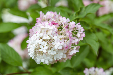 Flowering of the white Hydrangea Paniculata in the city park