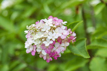Flowering of the white Hydrangea Paniculata in the city park