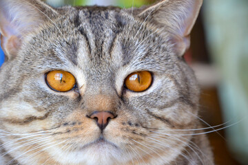 The muzzle of a beautiful fat tabby cat with amber eyes indoors, full face, pet