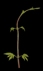 Echter Hopfen (Humulus lupulus), Trieb mit Blattknospen, Deutschland