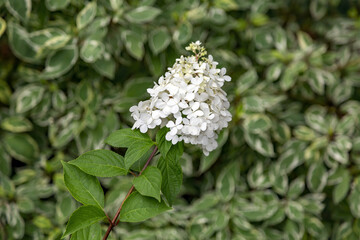 Flowering of the white Hydrangea Paniculata in the city park
