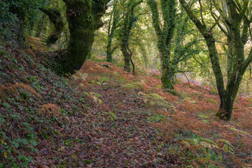 Autumnal shades in the leaves of the trees and in the ferns