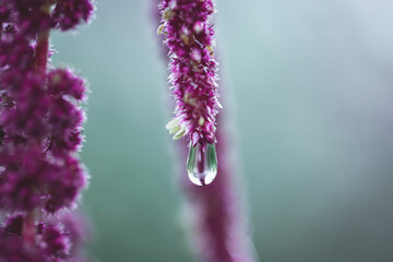 Vivid Amaranthus Caudatus flowers with water drop after rain. Also known as as love-lies-bleeding,...