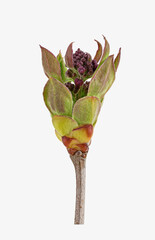 Gemeiner Flieder (Syringa vulgaris), Blüte, Knospe, Südosteuropa, Deutschland