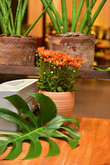 orange flower in a pot, ornamental flowers