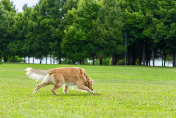 Naklejka na ściany i meble Walking golden retriever dog on green grass on a summer day.Labrador retriever portrait on the grass. copy space.