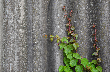 Green climbing ivy on a gray surface, slate