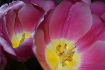Open Bud of a pink Tulip flower close-up.
