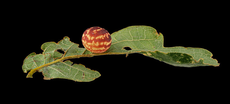 Gestreifte Eichengallwespe (Cynips longiventris), Galle auf Blatt der Stiel-Eiche (Quercus robur),  Deutschland