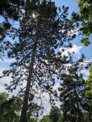 tall pine tree