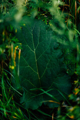 spider web in the forest