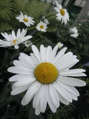 daisies in a garden