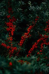 christmas tree branches