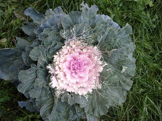 decorative cabbage with a white middle close-up. High quality photo