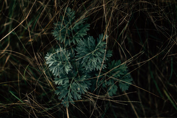 pine tree in the forest