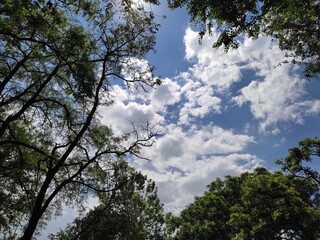 Obraz premium trees and sky