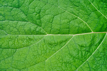 Fototapeta na wymiar horizontal green leaf texture for pattern and background