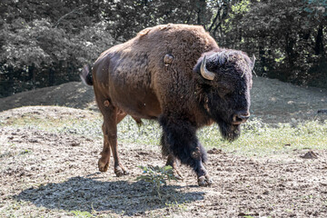 Fototapeta premium American bison walking and looking for food