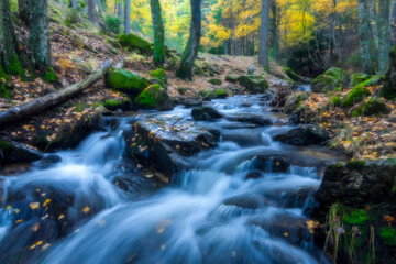 Autumn leaves over the ground, river and stones. River landscape in autumn forest in guadarrama national park
Guadarrama, Community of Madrid, Spain