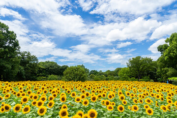 大阪市立長居植物園 ひまわりウィーク