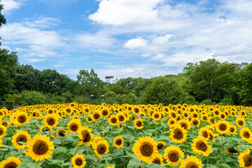 Fototapeta premium 大阪市立長居植物園 ひまわりウィーク