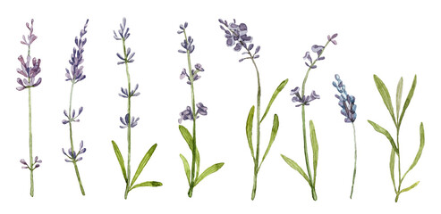 Set of watercolor realistic botanicals. Lavender clip art collection. Hand painted plants isolated on white background. France flowers