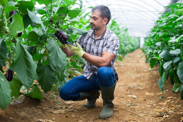 Focused horticulturist controlling ripening of eggplants in farm glasshouse..