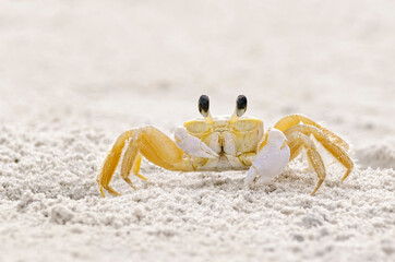 Ghost Crab on sandy beach