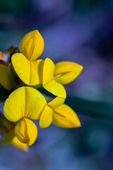 Obraz premium Lotus corniculatus flower in the field, close up shoot 