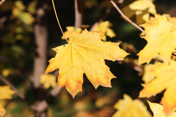 postcard layout. autumn composition. frame from autumn leaves and fruits and space for text. congratulation. invitation 
