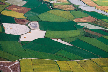 rice field 