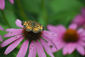 Pearl Crescent butterfly Phyciodes tharos feeding on Purple Coneflower Echinacea purpurea
