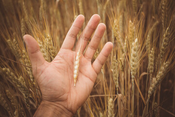 Fototapeta na wymiar The palm of a man's hand on which a spikelet of ripe wheat lies. Against the background of a wheat field.