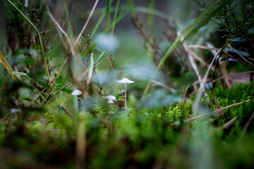 Obraz na płótnie Canvas Mushrooms and moss, small mushrooms on the forest ground. Defocused