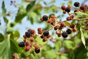 Moras rojas y negras de una zarzamora, Rubus ulmifolius