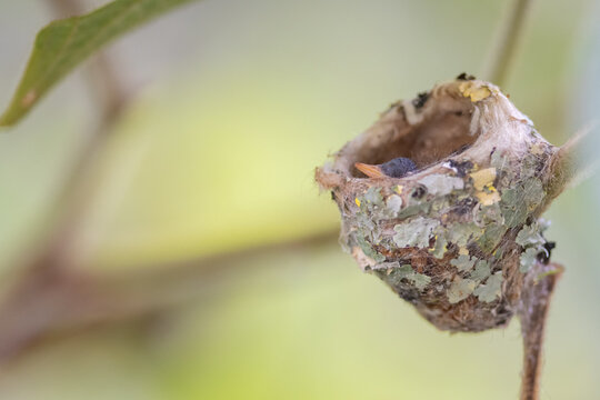 Braunschwanzamazilie (Rufous-tailed hummingbird) Ecuador