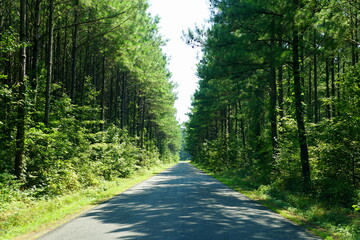 Fototapeta na wymiar A road with tall pine trees near Kinsale, Virginia, U.S.A