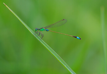 dragonfly on a green leaf